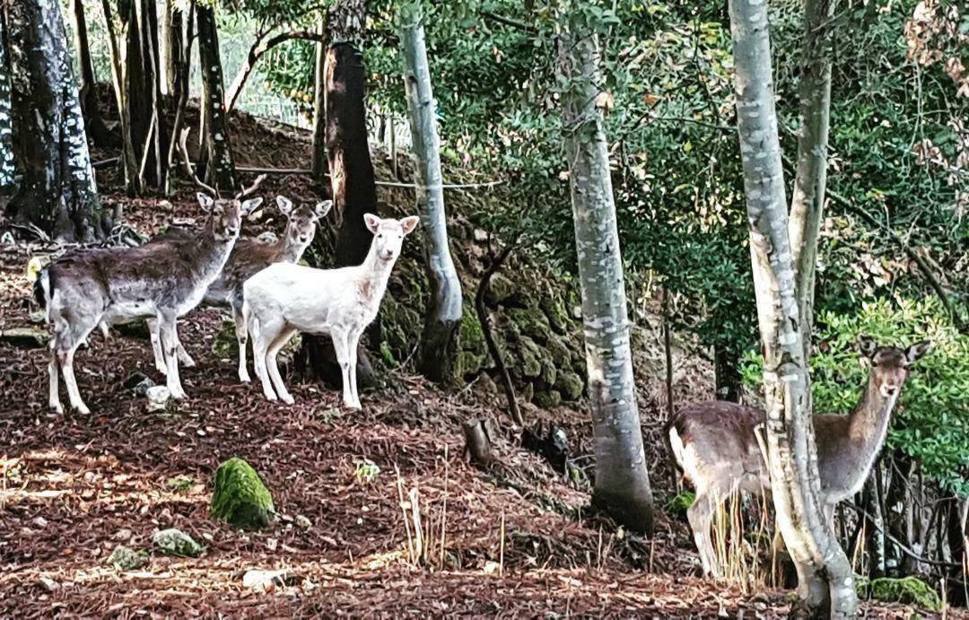 Quinta Das Quintas & Spa バイアン エクステリア 写真